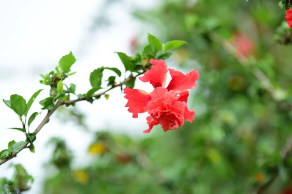 花园里五颜六色的花朵 鸡蛋花开花 花园里美丽的花朵在夏天盛开 园景正规花园美丽花园 — 图库照片