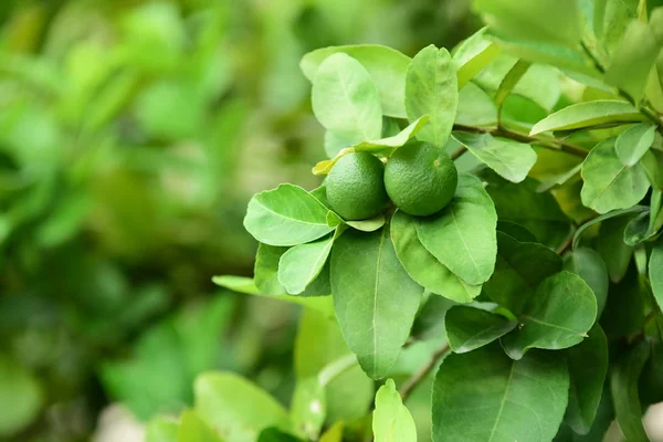 Menthe Verte Fraîche Dans Jardin — Photo