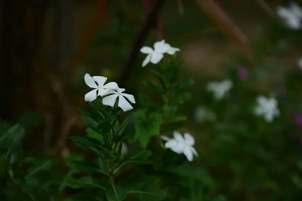 여름에서 Blooming에 다운된 정원입니다 공원입니다 — 스톡 사진