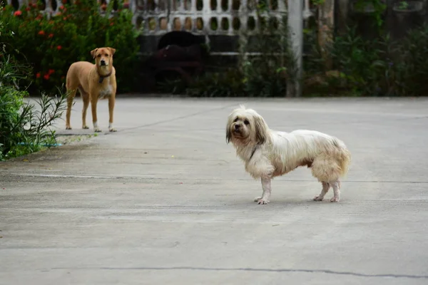 Evin Etrafında Köpekler Yürüyüş — Stok fotoğraf