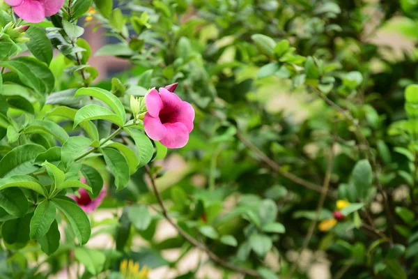 Beautiful Pink Flowers Garden — Stock Photo, Image