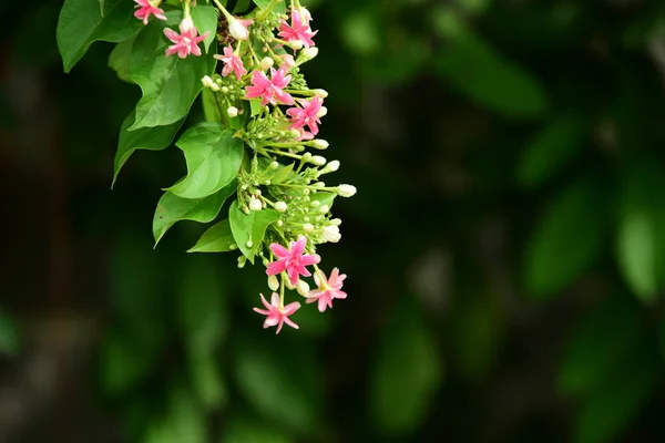 Mooie Roze Bloemen Tuin — Stockfoto