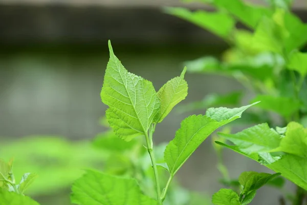 Frische Grüne Blätter Garten — Stockfoto