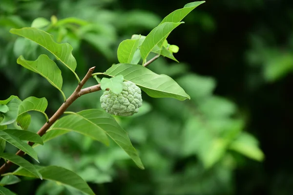 Primer Plano Hermosas Hojas Verdes — Foto de Stock