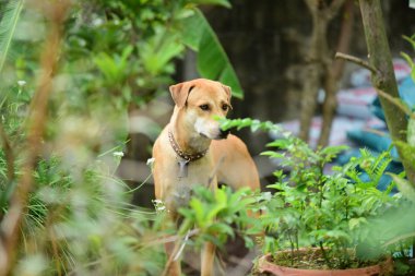 bahçede oynayan sevimli köpek