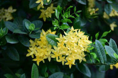 Güzel sarı çiçekler yakın.