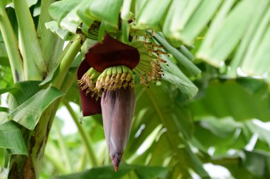 Yeşil ağaçüzerinde tropikal bitki