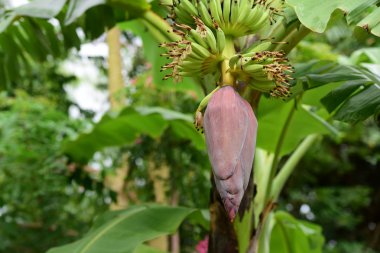 Yeşil ağaçüzerinde tropikal bitki