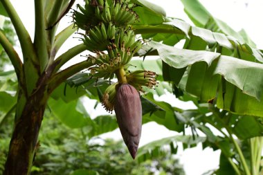Yeşil ağaçüzerinde tropikal bitki