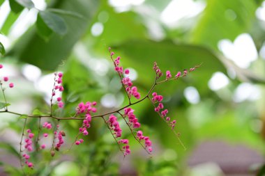 pembe çiçekler ve bahçede arı grubu. Şube ve yeşil yaprakları ile güzel mor çiçekler. Doğada renkli çiçekler.