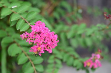 pembe çiçekler ve bahçede arı grubu. Şube ve yeşil yaprakları ile güzel mor çiçekler. Doğada renkli çiçekler.