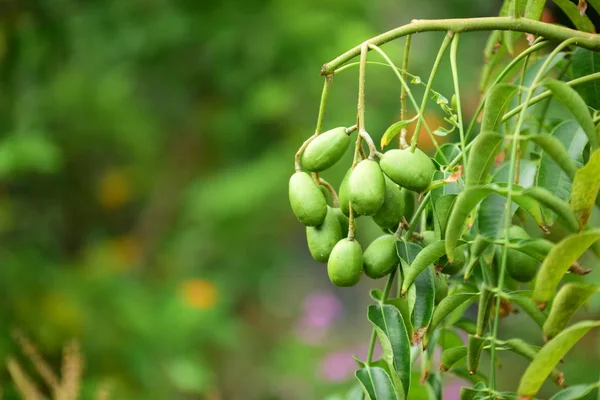 Haricots Verts Dans Jardin Close — Photo