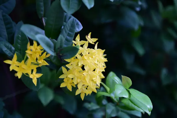 Beautiful Yellow Flowers Close — Stock Photo, Image