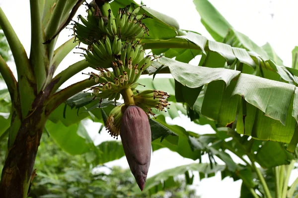 Planta Tropical Árvore Verde — Fotografia de Stock