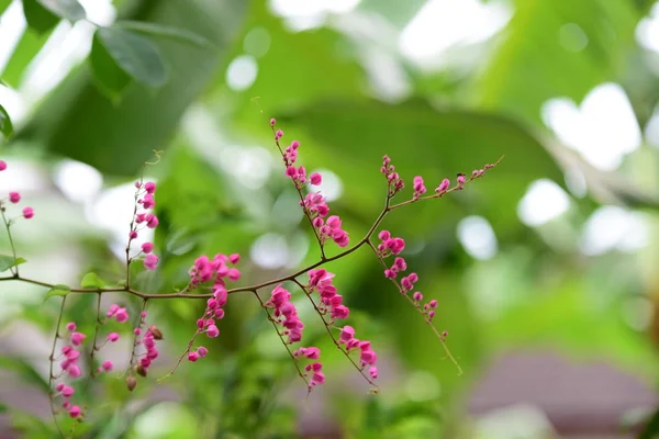 Group Pink Flowers Bee Garden Beautiful Violet Flowers Branches Green — Stock Photo, Image