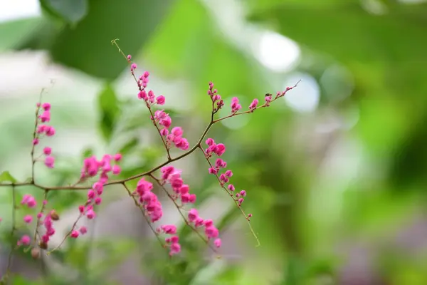 Група Рожевих Квітів Бджіл Саду Красиві Фіолетові Квіти Гілками Зеленим — стокове фото