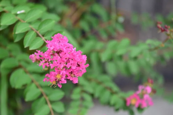 Grupo Flores Cor Rosa Abelha Jardim Lindas Flores Violetas Com — Fotografia de Stock