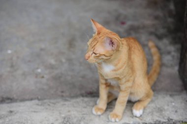 Güzel küçük kedi açık havada