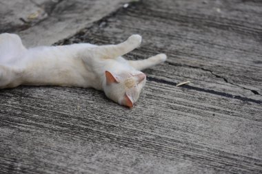 Güzel küçük kedi açık havada