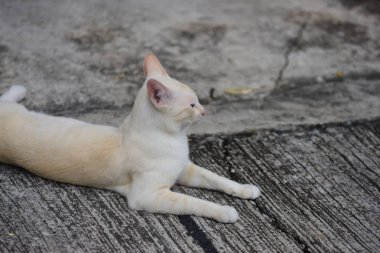 Güzel küçük kedi açık havada