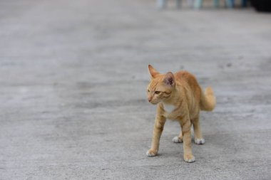 Güzel küçük kedi açık havada