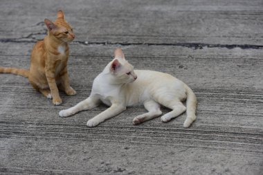 Güzel kediler açık havada yalan