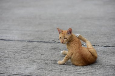 Kedi beyaz ve kahverengi.