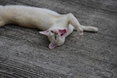 Kedi beyaz ve kahverengi.