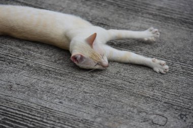 Kedi beyaz ve kahverengi.