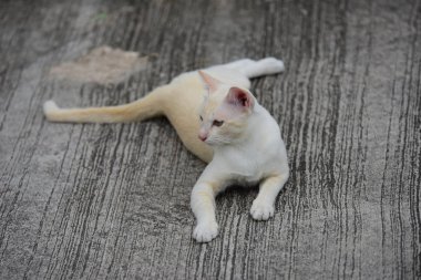 Güzel küçük kedi açık havada yalan