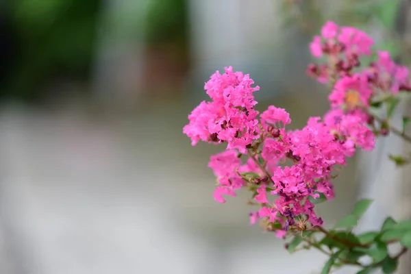 Group Pink Flowers Bee Garden Beautiful Violet Flowers Branches Green — Stock Photo, Image