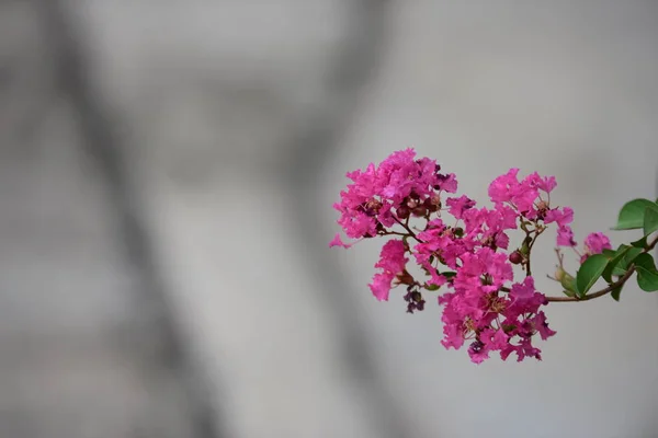 Rózsaszín Virág Méh Kertben Csoportja Gyönyörű Lila Virágokkal Zöld Levelek — Stock Fotó