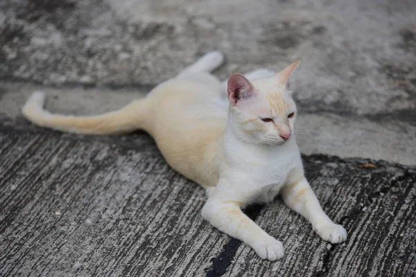 屋外の美しい小さな猫 — ストック写真