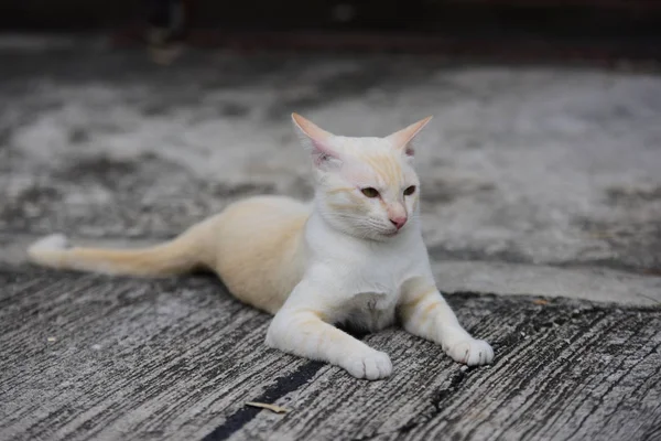 Gato Pequeno Bonito Livre — Fotografia de Stock