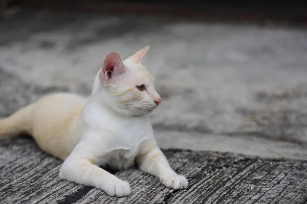 美丽的户外小猫 — 图库照片