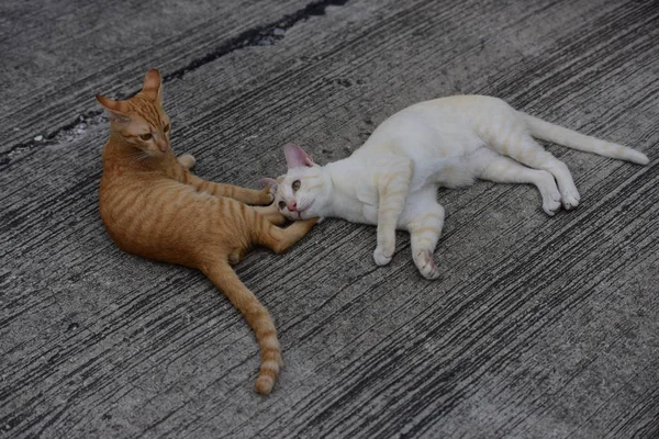 Gatos Bonitos Deitados Livre — Fotografia de Stock