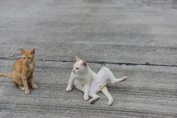 Gato Branco Marrom — Fotografia de Stock