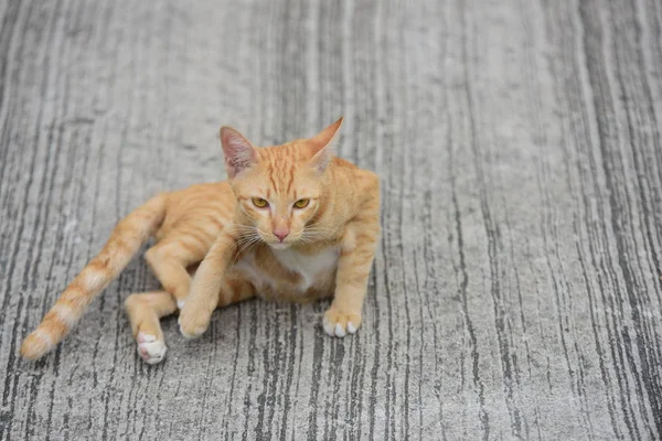 Schöne Kleine Katze Freien Liegend — Stockfoto