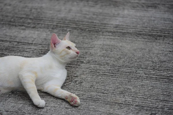 Kucing Itu Putih Dan Coklat — Stok Foto