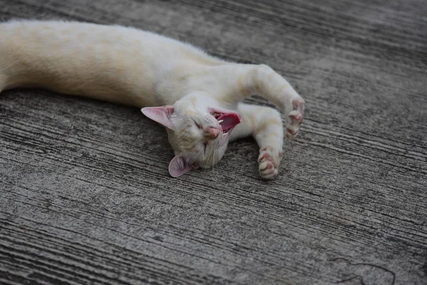 屋外に横たわる美しい小さな猫 — ストック写真