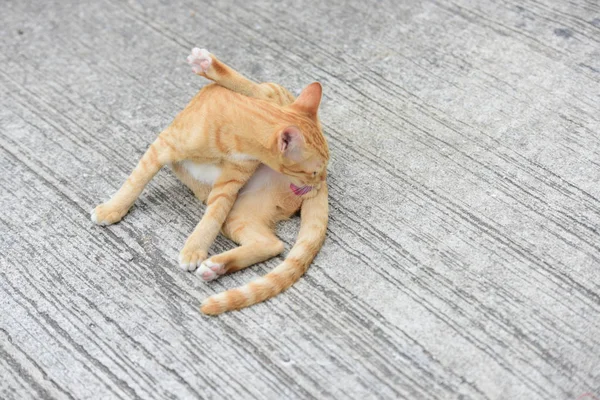 Kucing Kecil Yang Cantik Berbaring Luar Ruangan — Stok Foto