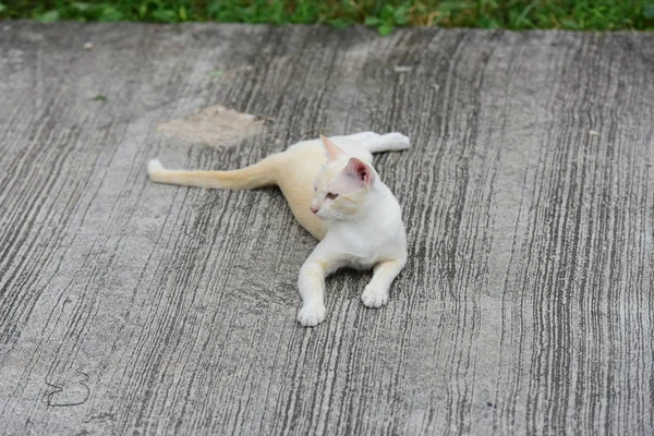 Gato Branco Marrom — Fotografia de Stock