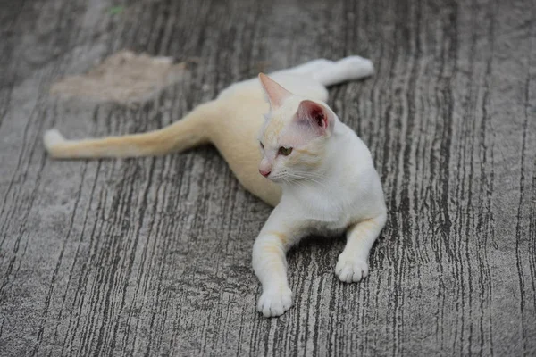 Vacker Liten Katt Liggande Utomhus — Stockfoto