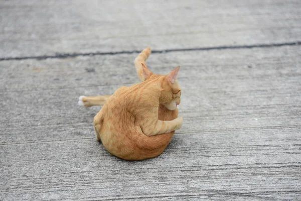 Belo Pequeno Gato Deitado Livre — Fotografia de Stock