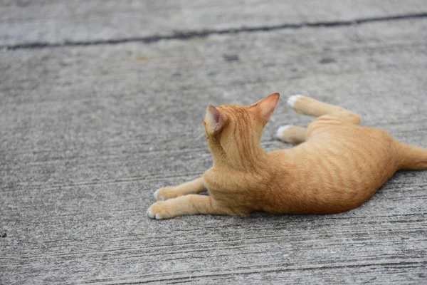 Schöne Kleine Katze Freien Liegend — Stockfoto