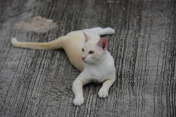 Kucing Kecil Yang Cantik Berbaring Luar Ruangan — Stok Foto