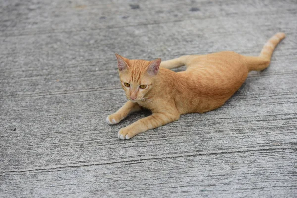 Kucing Kecil Yang Cantik Berbaring Luar Ruangan — Stok Foto