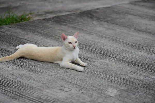 Beautiful Small Cat Lying Outdoors — Stock Photo, Image