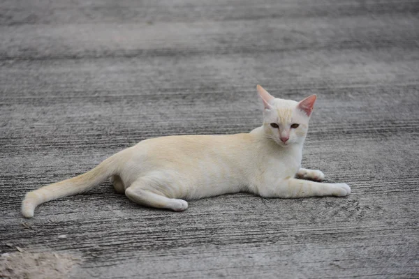 Vacker Liten Katt Liggande Utomhus — Stockfoto