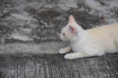 Güzel küçük kedi açık havada yalan